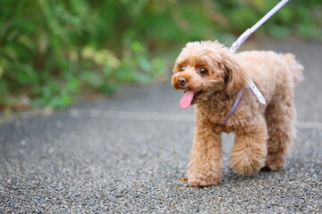 公園を散歩しているトイ・プードル