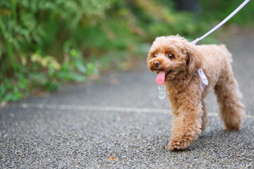 公園を散歩しているトイ・プードル
