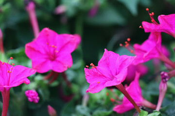 Bright pink flowers close up. Blossom pink flowers. Photo of phlox flower in macro style.