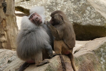 Obraz premium Cute wildlife photography: An adorable couple of hamadryas baboons is grooming each other; a pair of monkeys in love