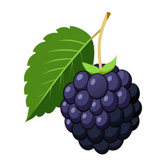 vector illustration of a black mulberry berry