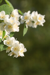 jasmine flowers close up in sunlight
