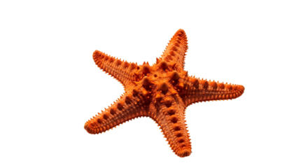 Orange starfish close up isolated PNG with Transparent Background