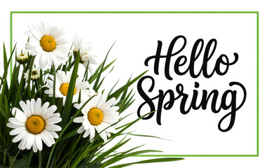 Vibrant white daisies with yellow centers fresh green grass buds Black 'Hello Spring' text on white