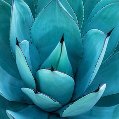 Close-up vibrant agave plant