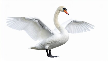 Swan bird with pure white feathers long curved neck wide wings and graceful elegant water bird posture isolated on white background
