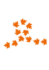 illustration leaf maple