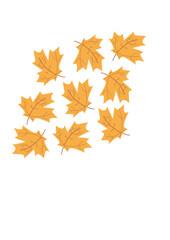 illustration leaf maple