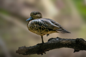 The Sunda teal, also known as the Bebek cokelat or Itik benjut © Riadi