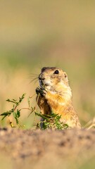 Prairie dog eating grass (1)