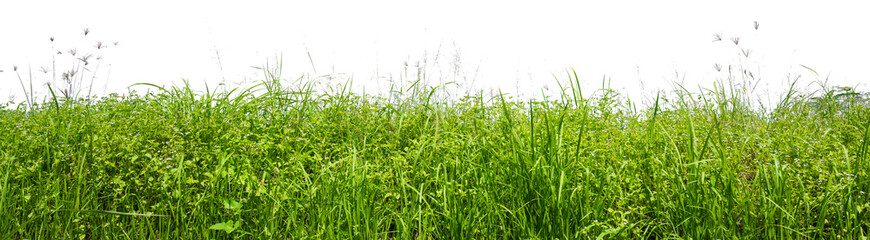 grass row PNG transparent background, 3d illustration rendering 