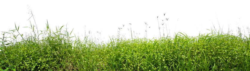 grass row PNG transparent background, 3d illustration rendering