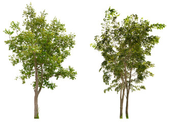 PNG collection tree removed original background 