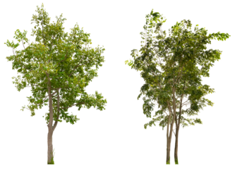 PNG collection tree removed original background 