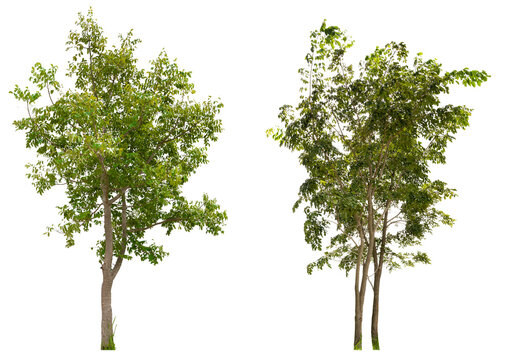 PNG collection tree removed original background 