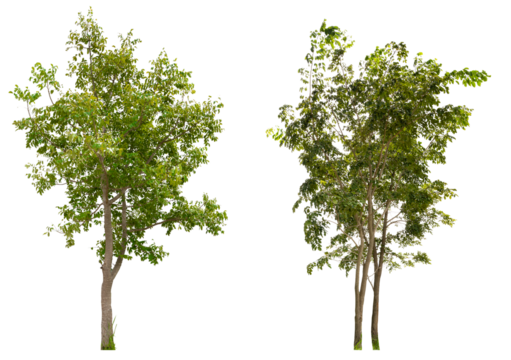 PNG collection tree removed original background 