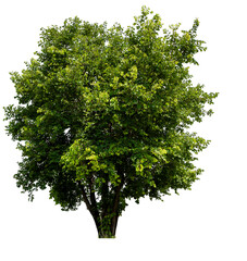 single tree PNG transparent background 