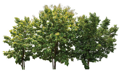 close up forest tree PNG transparent background