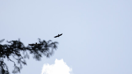 Obraz premium birds in flight