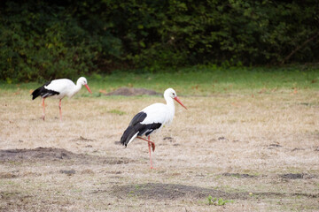 white stork in the grass II