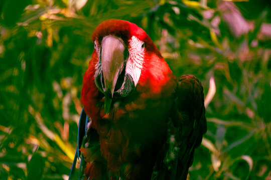 Parot closeup