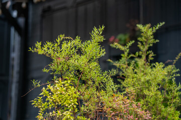 Bush with fresh green and slightly red leaves in front of dark building wall, natural detail of garden plant contrasting with architecture, everyday outdoor urban environment scenery