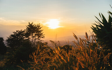 In the morning, the sun rises, and the sunlight transmits light through beautiful grass flowers and...