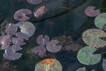 water lily's leaves in the pond, background	