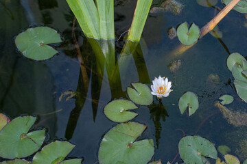water lily in the pond