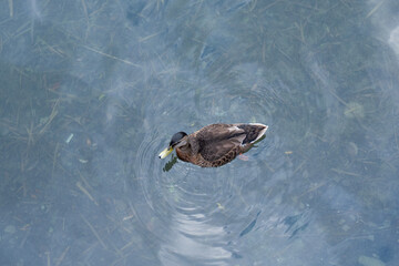 duck on the water, top view