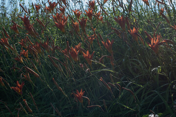 red yellow lilies in the forest	