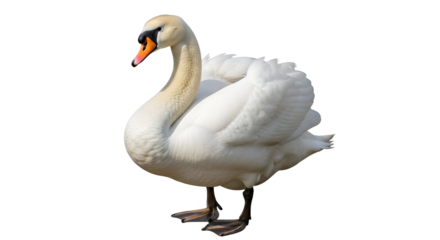 Beautiful white swan resting outdoors isolated PNG with Transparent Background