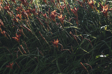 red yellow lilies in the forest