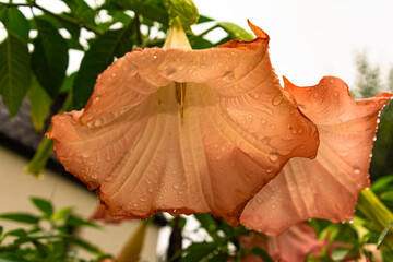 Large Brugmansia flowers with a trumpet shape