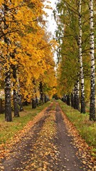 Obraz premium Autumnal path through trees (1)