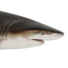 Fototapeta premium Shark head close up isolated on transparent background