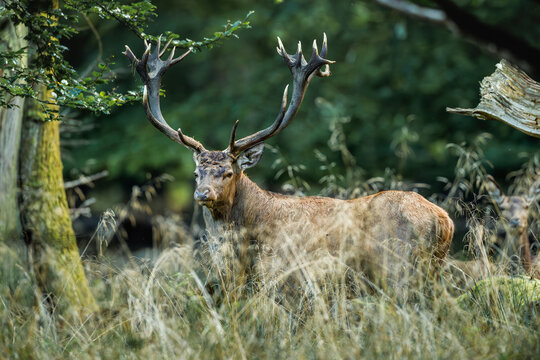A Stag, looking while it is passing by