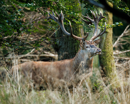 A Stag that is in Rut Season and 