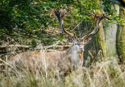 A Stag that is in Rut Season, with grass in the horns