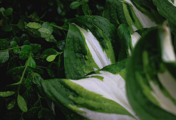 Close up on a leaves of Hosta plant, variety called Undulata in Poland