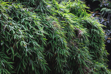 Bamboo plant leaves in the garden