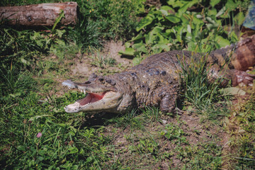 Spectacled caiman in Silesian ZOO in Chorzow city, Poland