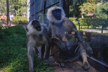 Northern plains gray langurs in Silesian ZOO in Chorzow, Poland