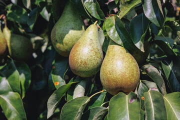 Conference pear tree in a garden on a Polish countryside