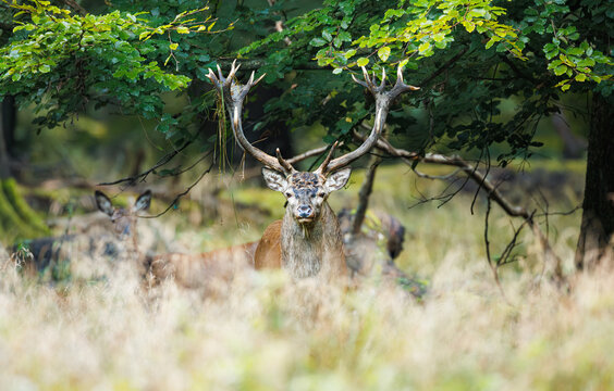 A male deer with the big horns looking out for the herd. 