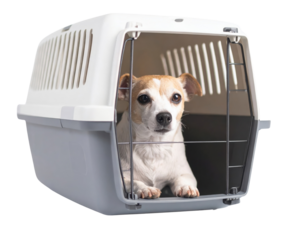 A small dog sits inside a pet carrier, looking attentively at the camera, with its ears perked up and a curious expression.