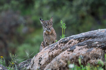 Wild Iberian Lynx Gazing Intently in a Field of Flowers