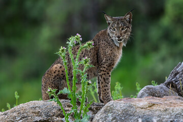 Wild Iberian Lynx Gazing Intently in a Field of Flowers