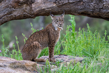 Wild Iberian Lynx Gazing Intently in a Field of Flowers