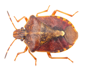 A close-up view of a brown marmorated stink bug, showcasing its distinctive colors and patterns on a detailed surface.